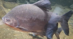 Piaractus brachypomus
