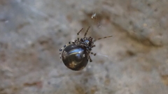 Theridion hannoniae