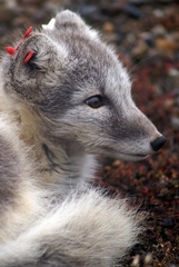 Vulpes lagopus lagopus