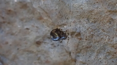 Theridion hannoniae