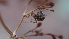 Theridion hannoniae