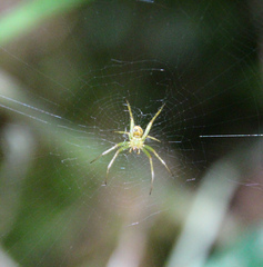 Mangora maculata
