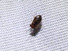 Isthmocoris imperialis