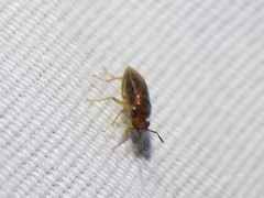 Isthmocoris imperialis