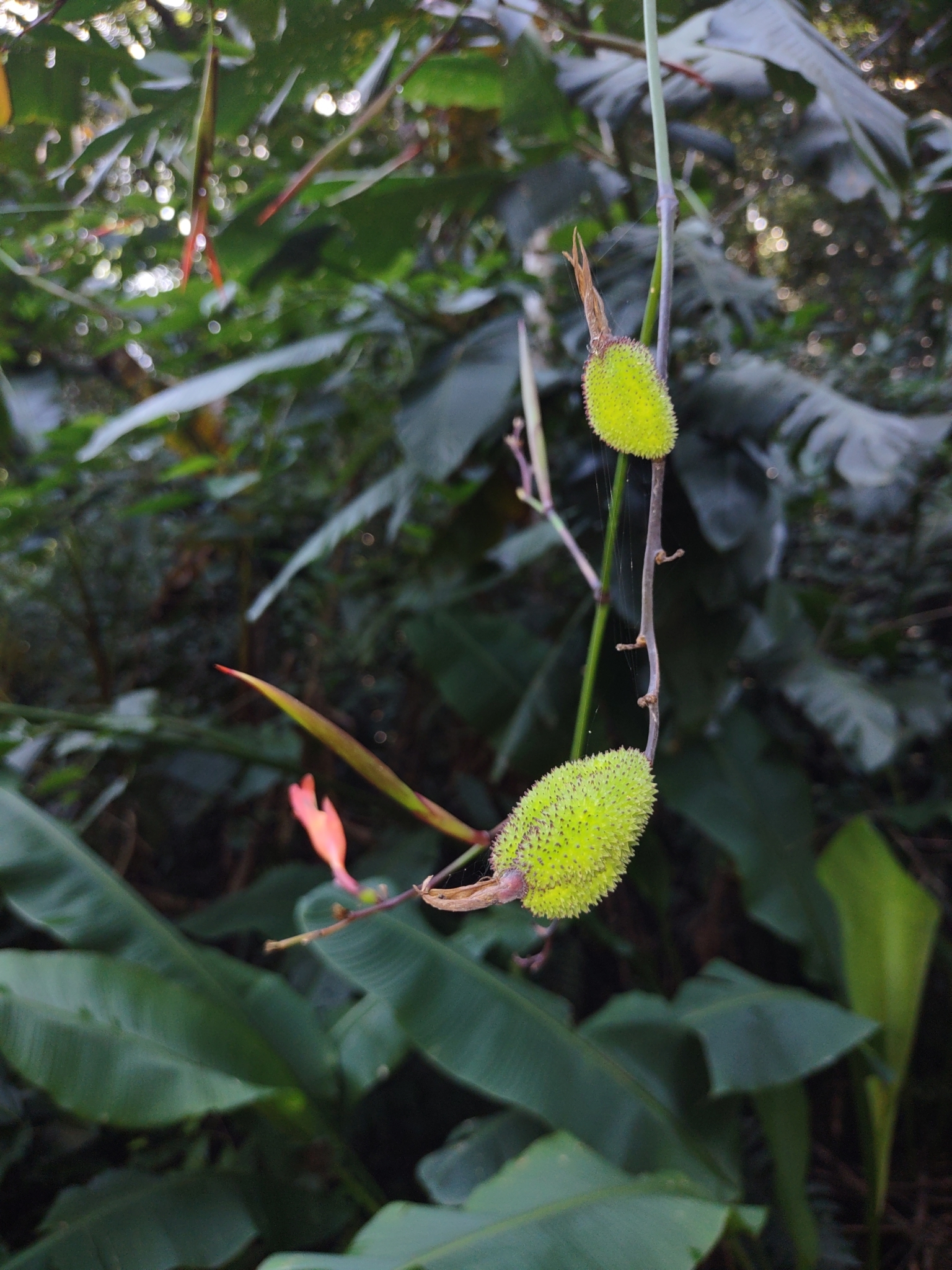Canna (Canna paniculata)