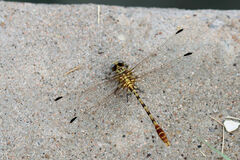 Erpetogomphus designatus