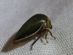 Stictopelta marmorata
