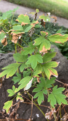 Lamprocapnos spectabilis