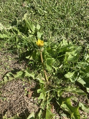 Taraxacum officinale