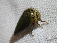 Stictopelta marmorata