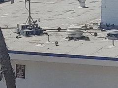 Columba livia domestica