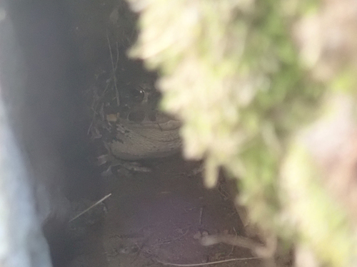 iNaturalist observation photo of Yosemite Toad