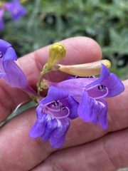 Penstemon azureus