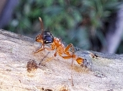 Pseudomyrmex