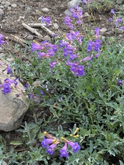 Penstemon azureus