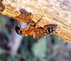 Pseudomyrmex