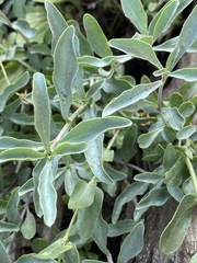Penstemon azureus