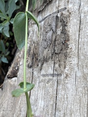Penstemon azureus
