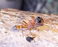 Pseudomyrmex