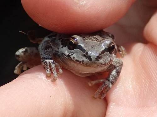iNaturalist observation photo of Pacific chorus frog