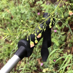 Scrophularia parviflora