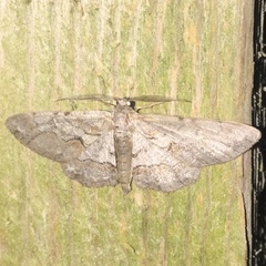 Iridopsis vellivolata