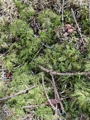 Hylocomium splendens image