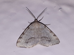 Macaria evagaria