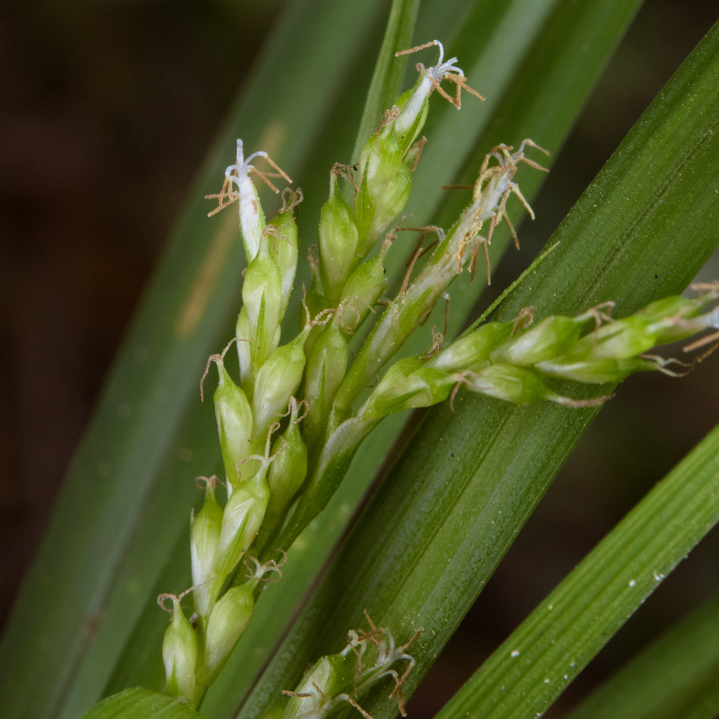 Carex breviscapa (Carex breviscapa)