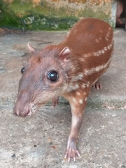 Cuniculus