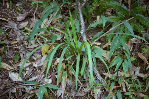 Hypolytrum