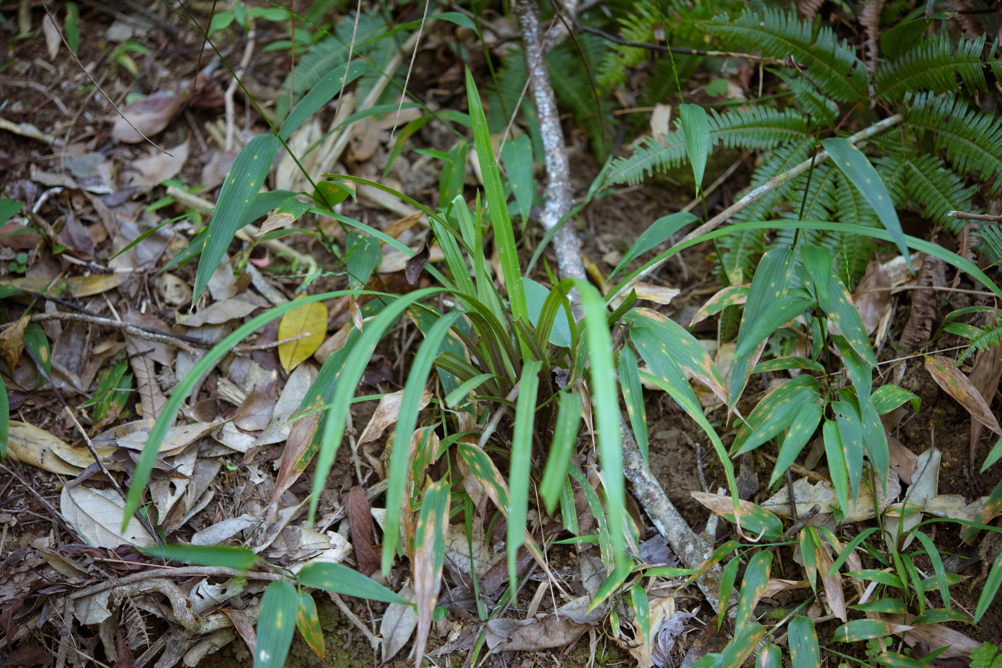 Hypolytrum