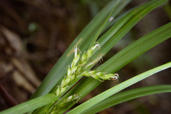 Carex breviscapa