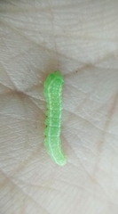 Brachylomia viminalis