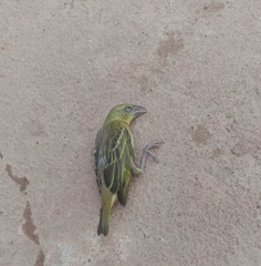 Passeriformes