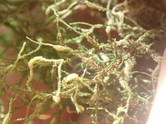 Herbertus oldfieldianus