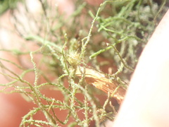 Herbertus oldfieldianus
