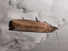 Bactra venosana