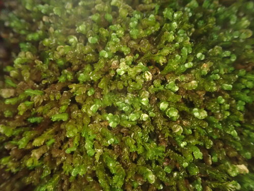 Chiastocaulon conjugatum