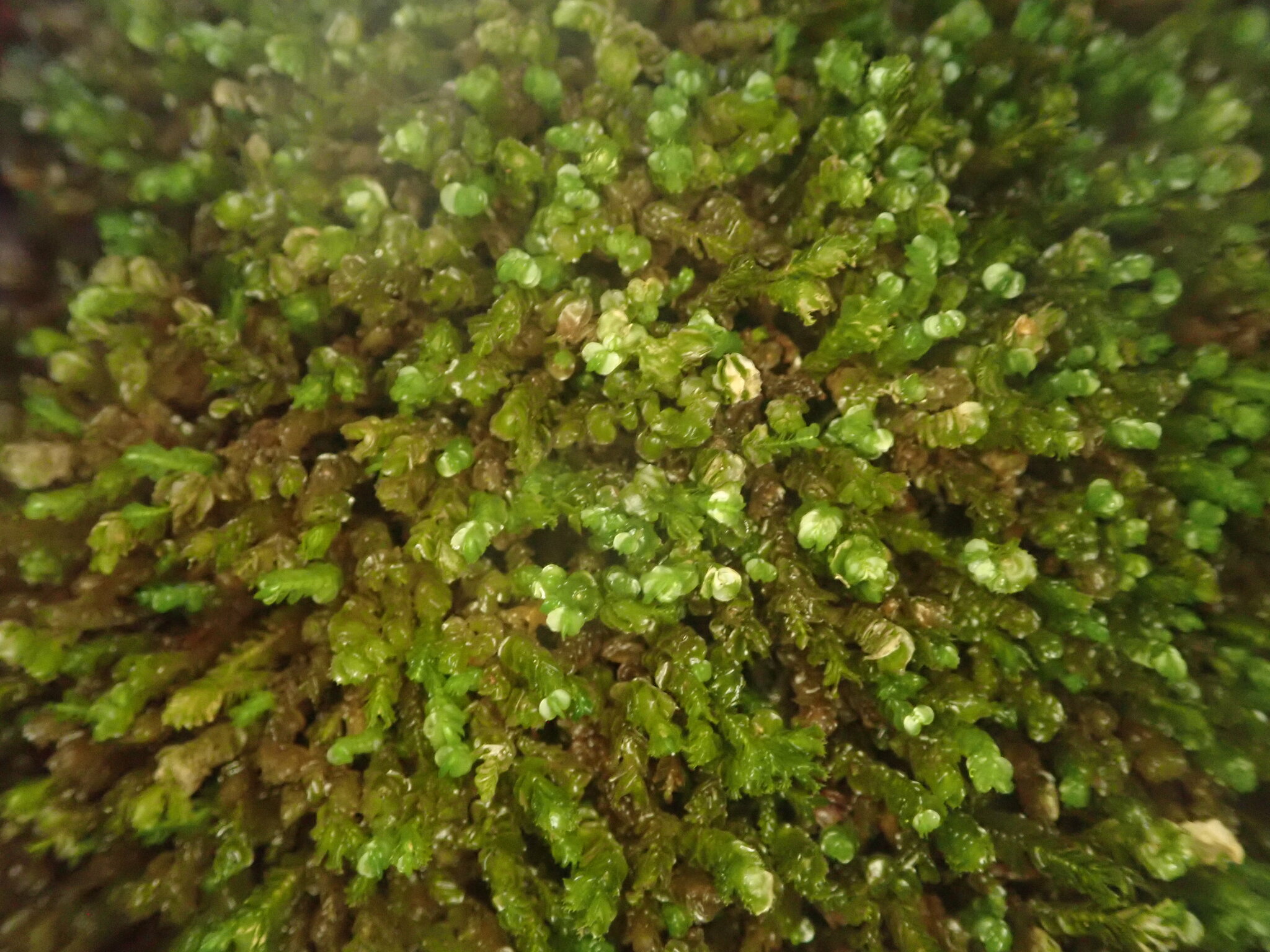 Chiastocaulon conjugatum