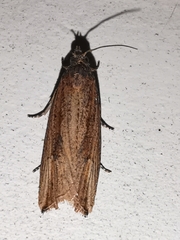 Bactra venosana
