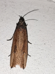 Bactra venosana