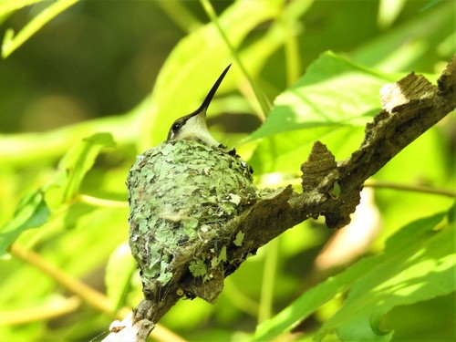 Ruby-throated Hummingbird photographed in Tennessee