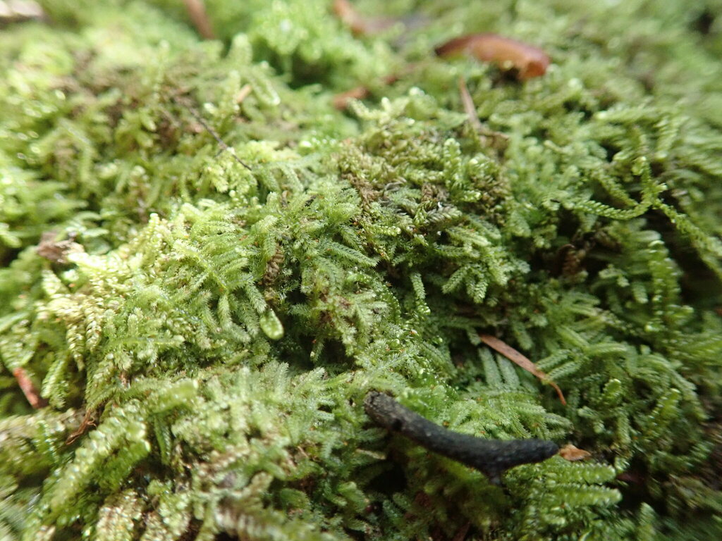 Neolepidozia
