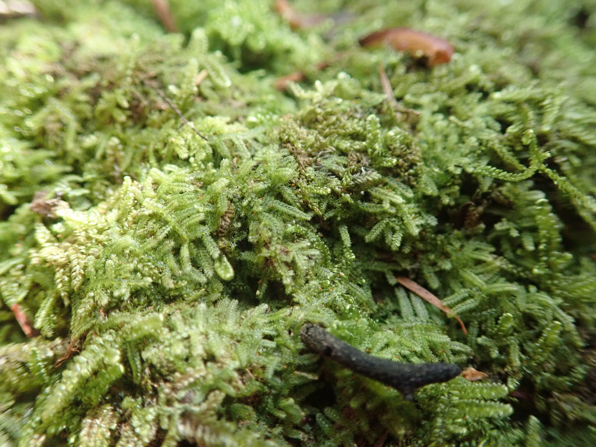 Neolepidozia