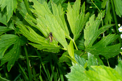 Helophilus pendulus
