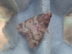 Aglossa disciferalis