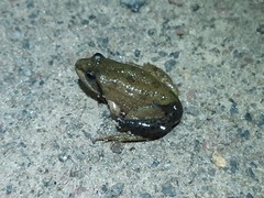 Erpobdella octoculata