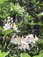 Rhododendron occidentale