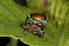 Istocheta aldrichi